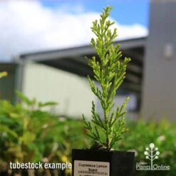 Cupressus Lemon Scent - Lemon Cypress -Felco Shop apo cupressus lemon scent tubestock