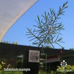 Chamelaucium Dancing Queen - Waxflower 13 Chamelaucium Dancing Queen - Waxflower -Felco Shop apo dancing queen tubestock