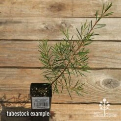 Chamelaucium Dancing Queen - Waxflower 19 Chamelaucium Dancing Queen - Waxflower -Felco Shop apo dancing queen tubestock top