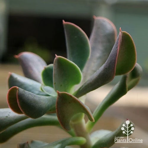 Echeveria Dark Vader - Succulent 1 Echeveria Dark Vader - Succulent