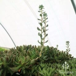 Echeveria Dark Vader - Succulent 15 Echeveria Dark Vader - Succulent -Felco Shop apo dark vader new shoots