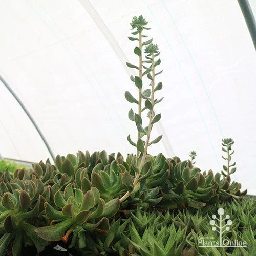 Echeveria Dark Vader - Succulent 8 Echeveria Dark Vader - Succulent - Image 8