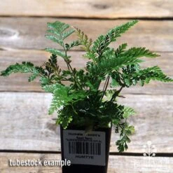 Humata - Rabbit's Foot Fern 29 Humata - Rabbit's Foot Fern -Felco Shop apo davallia humata fern