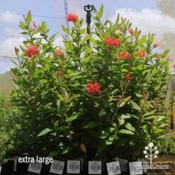 Grevillea Deua Flame -Felco Shop apo deua flame dec large