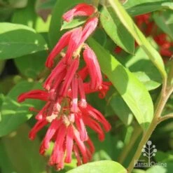 Grevillea Deua Flame -Felco Shop apo deua flame flower cluster
