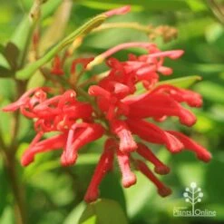 Grevillea Deua Flame -Felco Shop apo deua flame full open flower