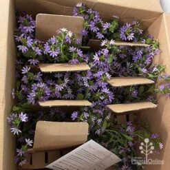 Scaevola Purple Fanfare - Fan Flower -Felco Shop apo diana taylor scaevola unboxing