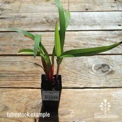 Dianella Cherry Red -Felco Shop apo dianella cherry red tubestock top