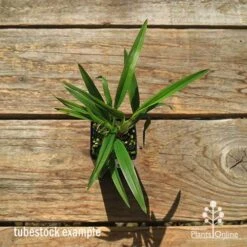 Dianella Little Jess 16 Dianella Little Jess -Felco Shop apo dianella little jess tubestock top