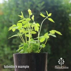 Dicentra Alba - Bleeding Heart - 75mm BIGGER Size 9 Dicentra Alba - Bleeding Heart - 75mm BIGGER Size -Felco Shop apo dicentra alba tubestock