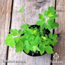 Dicentra Alba - Bleeding Heart - 75mm BIGGER Size 7 Dicentra Alba - Bleeding Heart - 75mm BIGGER Size -Felco Shop apo dicentra alba tubestock top