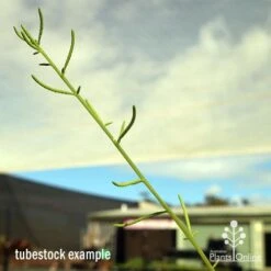 Peperomia Dolabriformis - Prayer Pepper - Succulent 10 Peperomia Dolabriformis - Prayer Pepper - Succulent -Felco Shop apo dolabriformis flowerspike