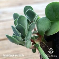 Crassula Dubia - Succulent -Felco Shop apo dubia closeup