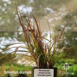 Pennisetum - Dwarf Purple Fountain Grass -Felco Shop apo dwarf pfg tubestock