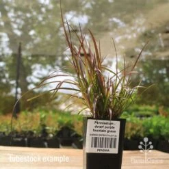 Pennisetum - Dwarf Purple Fountain Grass -Felco Shop apo dwarf pfg tubestock2