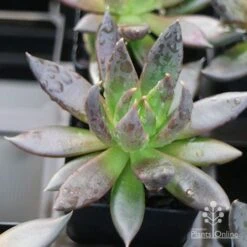 Echeveria Black Knight - Succulent
