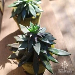 Echeveria Black Knight - Succulent 7 Echeveria Black Knight - Succulent -Felco Shop apo echeveria black knight pair
