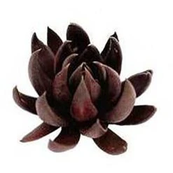 Echeveria Black Knight - Succulent 8 Echeveria Black Knight - Succulent -Felco Shop apo echeveria black knight promo