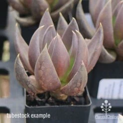 Echeveria Black Knight - Succulent 9 Echeveria Black Knight - Succulent -Felco Shop apo echeveria black knight tubestock