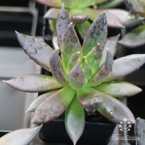 Echeveria Black Knight - Succulent 1 Echeveria Black Knight - Succulent