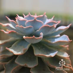 Echeveria Morning Beauty - Succulent -Felco Shop apo echeveria morning beauty winter side
