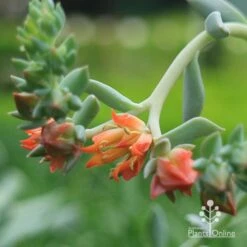 Echeveria Topsy Turvy - Succulent 16 Echeveria Topsy Turvy - Succulent -Felco Shop apo echeveria topsy turvy flowers