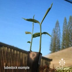 Zingiber - Edible Ginger -Felco Shop apo edible ginger tubestock