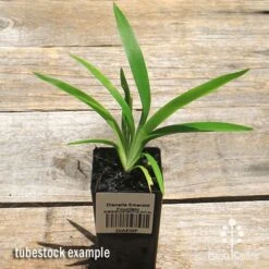 Dianella Emerald Fountain -Felco Shop apo emerald fountain dianella tubestock top