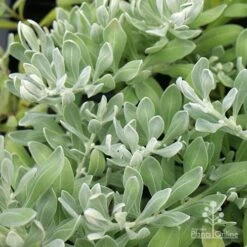 Eremophila Blue Horizon - Emu Bush -Felco Shop apo eremophila blue horizon foliage