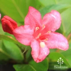 Weigela Eva Rathke -Felco Shop apo eva rathke weigela flower close