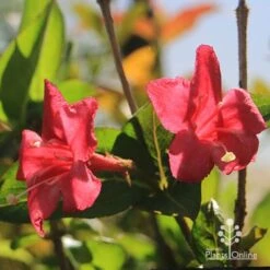 Weigela Eva Rathke -Felco Shop apo eva rathke weigela flowers