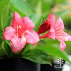 Weigela Eva Rathke -Felco Shop apo eva rathke weigela flowers 1