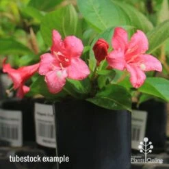 Weigela Eva Rathke -Felco Shop apo eva rathke weigela tubestock flowering