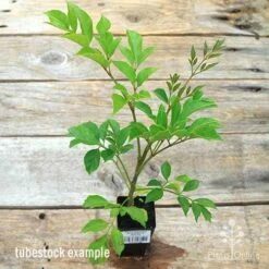 Radermachera Everlasting Beauty -Felco Shop apo everlasting beauty radermachera tubestock top