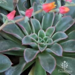 Echeveria Fantastic Fountain - Succulent -Felco Shop apo fantastic fountain fountaining