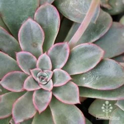 Echeveria Fantastic Fountain - Succulent -Felco Shop apo fantastic fountain leaf colour