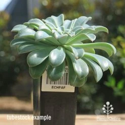 Echeveria Fantastic Fountain - Succulent -Felco Shop apo fantastic fountain tubestock