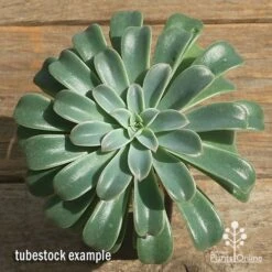 Echeveria Fantastic Fountain - Succulent -Felco Shop apo fantastic fountain tubestock top perfect