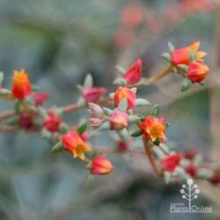 Echeveria Fantastic Fountain - Succulent -Felco Shop apo fantasticfountain flowers