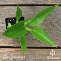 Philodendron Fat Boy -Felco Shop apo fat boy tubestock top