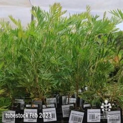 Grevillea Ned Kelly 15 Grevillea Ned Kelly -Felco Shop apo feb ned kelly