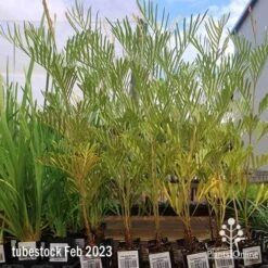 Grevillea Sandra Gordon 11 Grevillea Sandra Gordon -Felco Shop apo feb sandra gordon