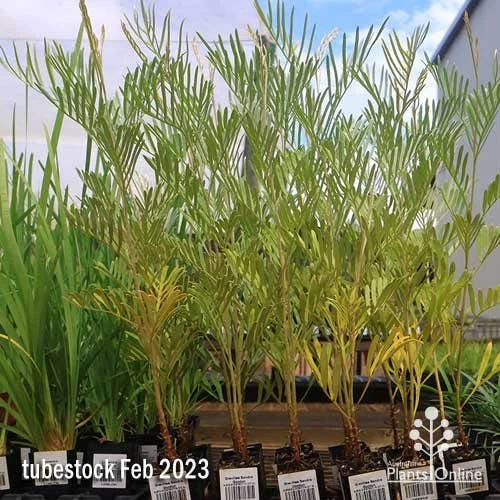 Grevillea Sandra Gordon 3 Grevillea Sandra Gordon - Image 3