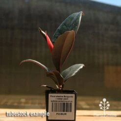Ficus Elastica Burgundy - Rubber Plant -Felco Shop apo ficus burgundy rubber plant tubestock