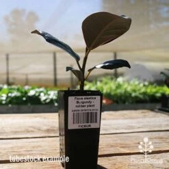 Ficus Elastica Burgundy - Rubber Plant -Felco Shop apo ficus burgundy tubestock