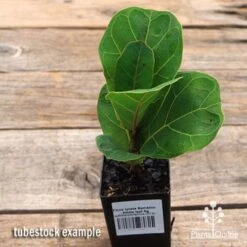 Ficus Lyrata Bambino - Fiddle Leaf Fig -Felco Shop apo ficus lyrata bambino tubestock top