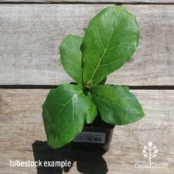 Ficus Lyrata - Fiddle Leaf Fig -Felco Shop apo fiddleleaf fig tubestoc top