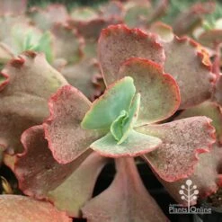 Echeveria Fire And Ice - Succulent -Felco Shop apo fire and ice