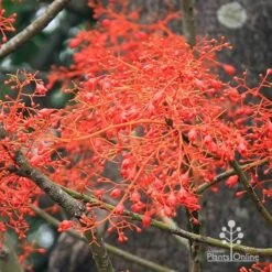 Illawarra Flame Tree - Brachychiton -Felco Shop apo flame tree flowers