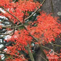 Illawarra Flame Tree - Brachychiton -Felco Shop apo flame tree flowers2